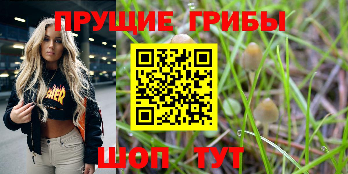 Псилоцибиновые грибы Psilocybe Осинники